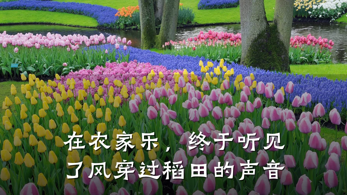 在农家乐,终于听见了风穿过稻田的声音