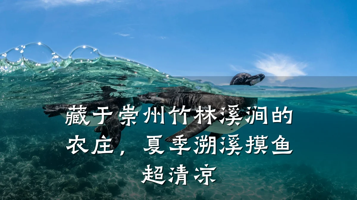藏于崇州竹林溪涧的农庄,夏季溯溪摸鱼超清凉