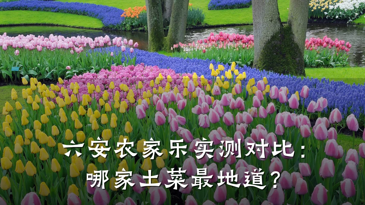 六安农家乐实测对比：哪家土菜最地道？